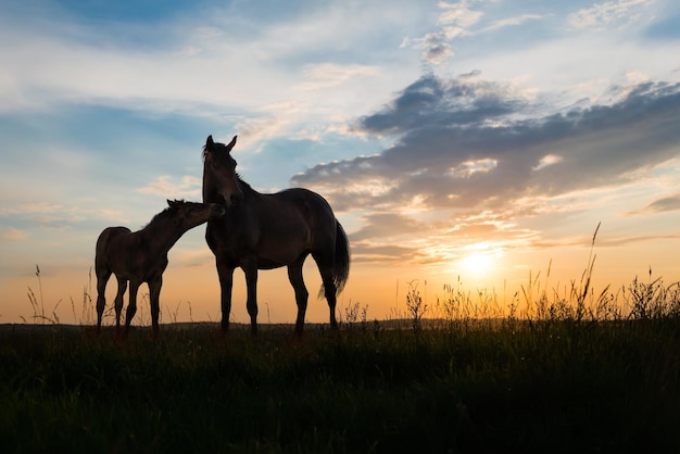 Potro e égua dois cavalos ao pôr do sol