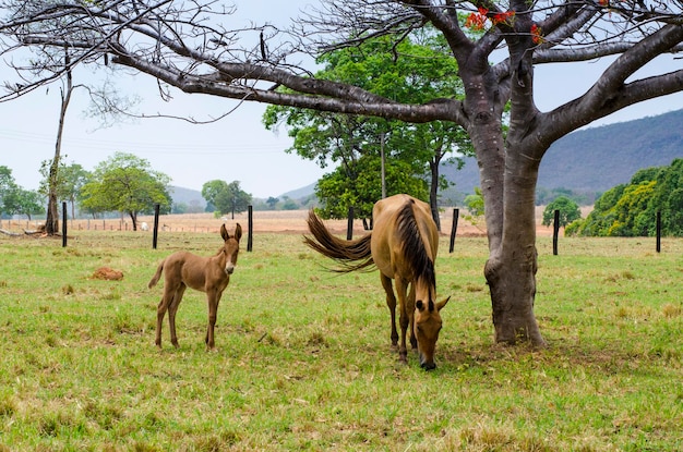 Potro e mãe no pasto