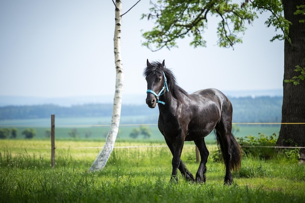 Potro Friesian no Prado