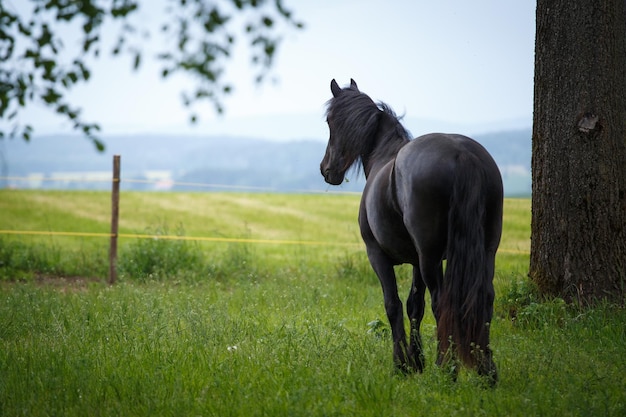 Potro Friesian no Prado