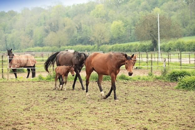 Potro jovem com sua mãe em um campo na primavera