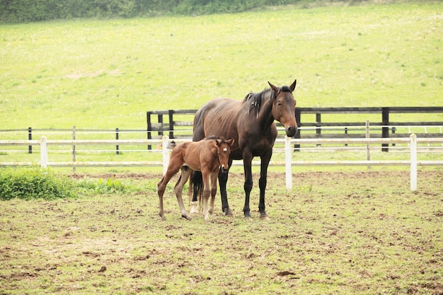 Potro jovem com sua mãe em um campo na primavera