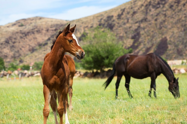 Potro joven en campo con mamá