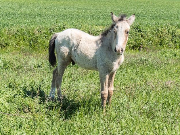 Potro libre en el campo