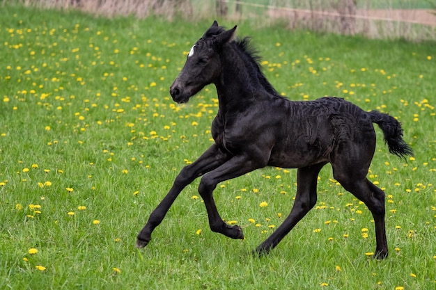 Potro preto galopa pelo prado Warlander cruza entre o cavalo Friesian e Andulusian