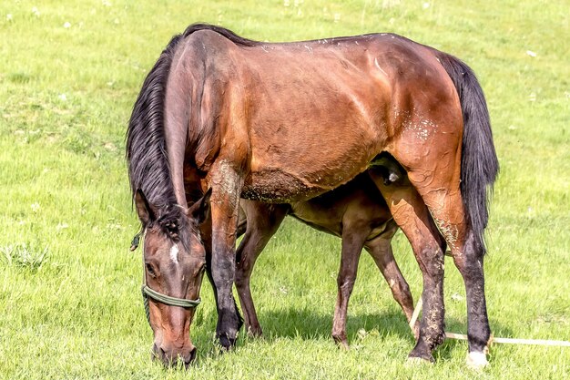 Foto los potros de caballo en la hierba verde