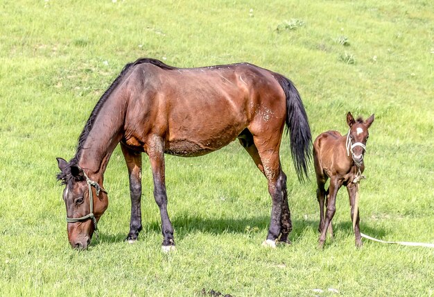 Los potros de caballo en la hierba verde