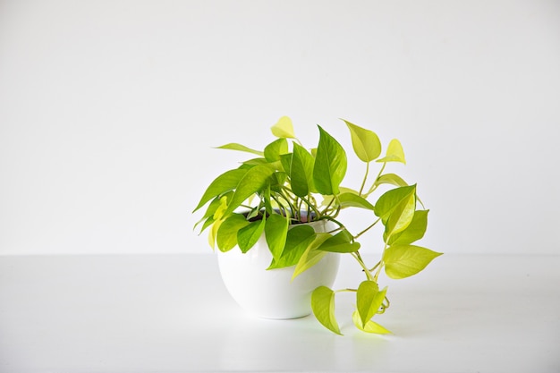 Potuspflanze auf weißem Hintergrund