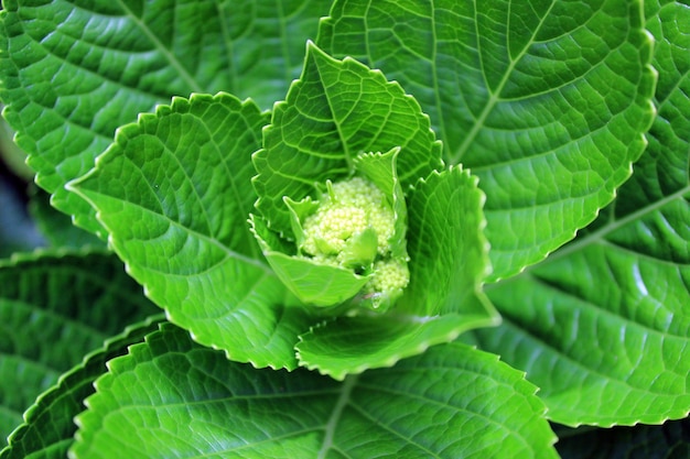 Pouca flor e folha verde fundo bonito