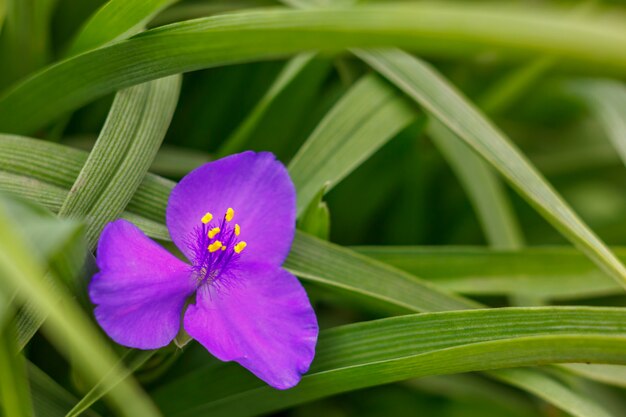 Pouca flor roxa na grama verde.