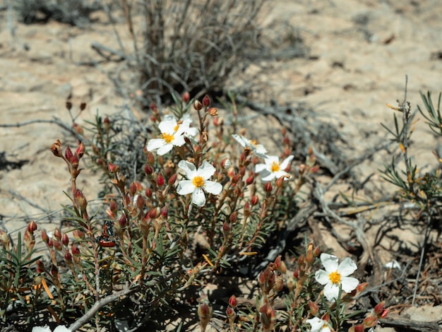 Poucas flores brancas em um galho em ambiente seco