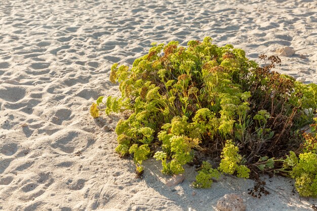 Pouco arbusto verde na areia em um resort abandonado. Espaço para texto.