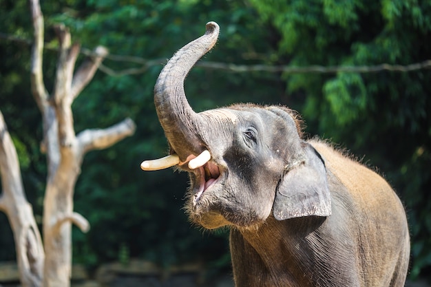 Pouco elefante que joga com seu tronco