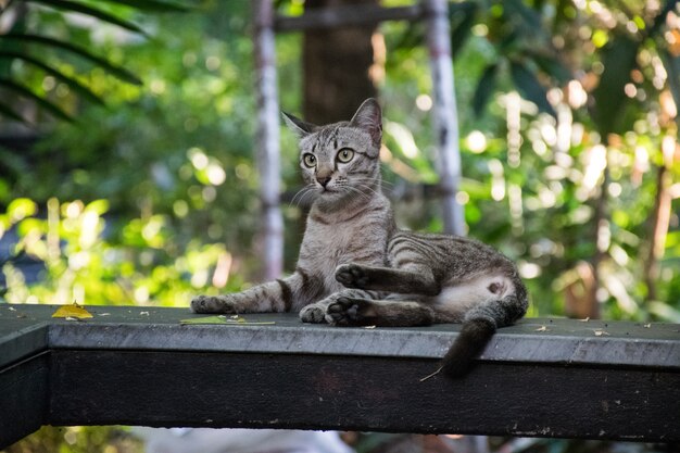 Pouco tenso gato cinzento deitar-se em lajes de mármore borrão jardim floresta desfocar o fundo