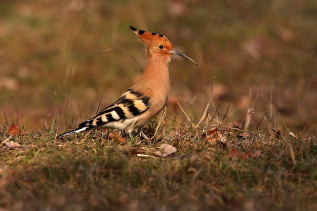 Poupa à procura de comida no campo, Upupa epops