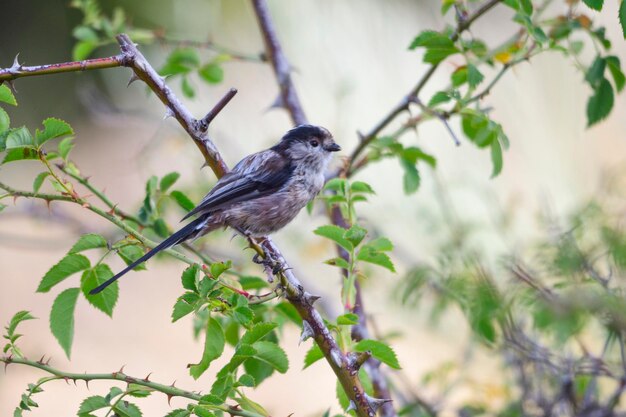 Poupa da família upupidae e da ordem upupiformes