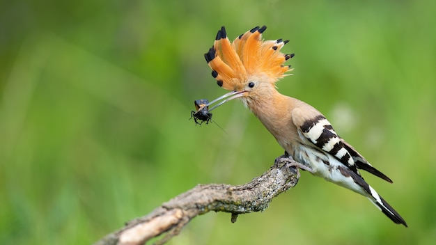 Poupa euro-asiática sentada em um galho na natureza de verão