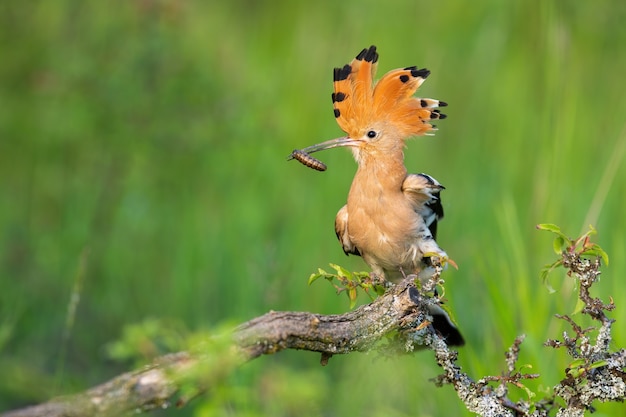 Poupa euro-asiática, upupa epops, sentada no mato na natureza primaveril. Pássaro laranja com crista segurando inseto