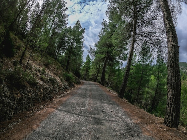 Foto pov dirigindo um carro em uma estrada curva e solitária em meio a um pinhal. dirija na estrada de nerpio no sul da europa, floresta mediterrânea de pinheiros na espanha.