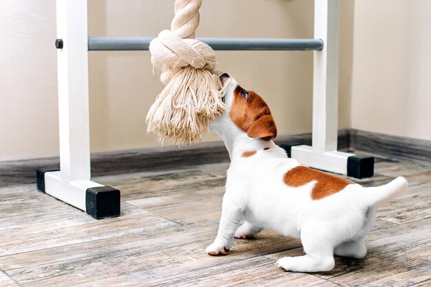 Foto pov jugando al remolcador con un cachorro de jack russell terrier de aspecto gracioso pequeño perro de pelo liso
