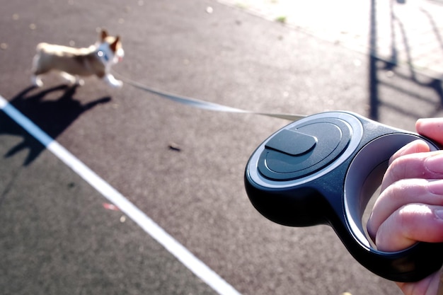 POV mano del hombre sostiene una correa Pequeño Pembroke Welsh Corgi cachorro en una correa en un parque de la ciudad en un día soleado Perrito feliz Concepto de cuidado de la vida animal de la salud espectáculo raza de perro