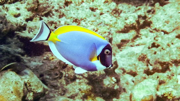 Powderblue Doktorfisch im Indischen Ozean, Malediven.