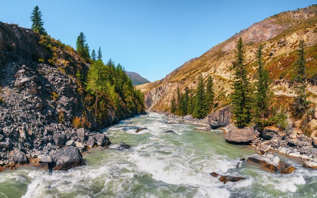 Power Katun River com árvores de outono amarelas nas montanhas de Altai Sibéria Rússia Paisagem de outono colorida com folhas douradas em árvores ao longo do rio de montanha turquesa largo na luz do sol