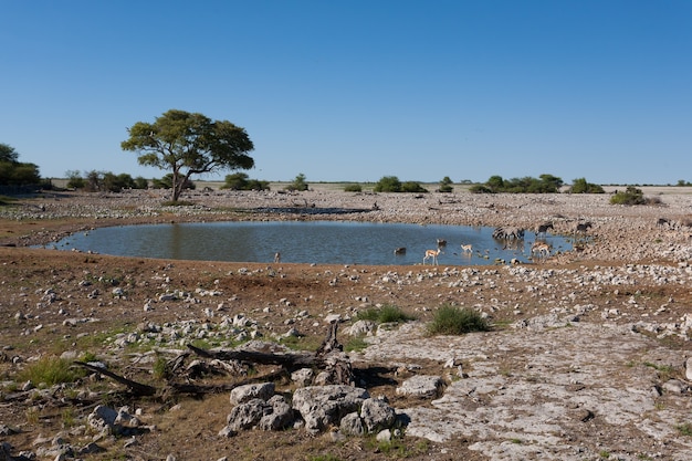 Pozo de agua de Okaukuejo del Parque Nacional de Etosha, Namibia