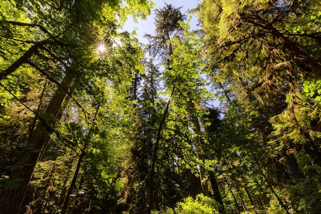 Üppig grüner Regenwald im pazifischen Nordwesten des Provinzparks Macmillan
