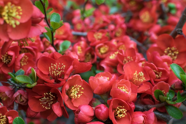 Üppig rote Blüten von Cydonia oder Chaenomeles Japonica oder Superba