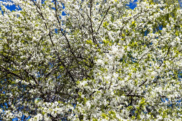 Üppig weiß blühender Kirschbaum im Frühling