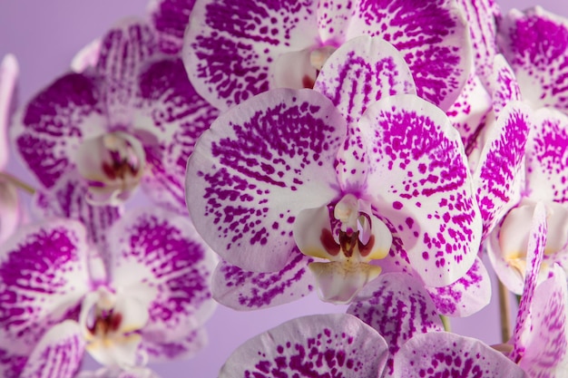 Üppige Blüte der beschmutzten Orchidee auf einem purpurroten Hintergrund