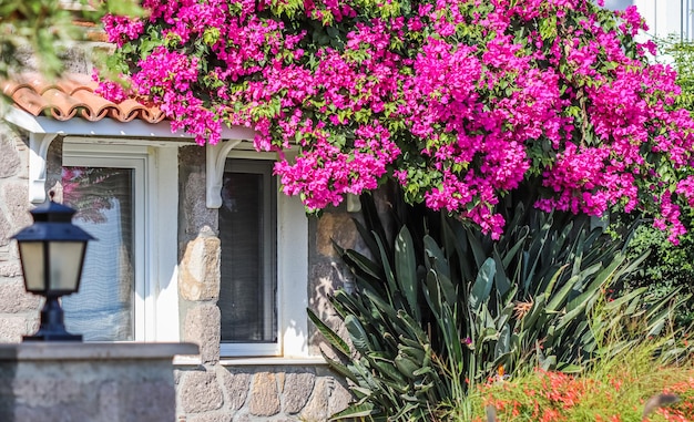 Üppige Blüte von rosa Bougainvillea. Tropische Blumen und Pflanzen in der Nähe des Steinhauses. Mediterraner Stil