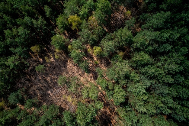 Üppige grüne Bäume im Wald bei Spring Drone View