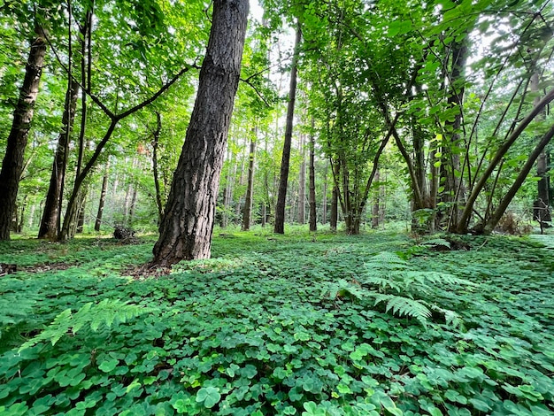 Üppige grüne Vegetation in einem natürlichen Farnwald