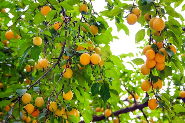 Üppige Kirschpflaumenzweige mit saftigen gelben Früchten im Obstgarten