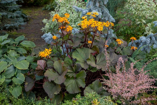 Üppige Ligularia dentata in der Gestaltung des Parks Landschaftsgestaltung Stauden