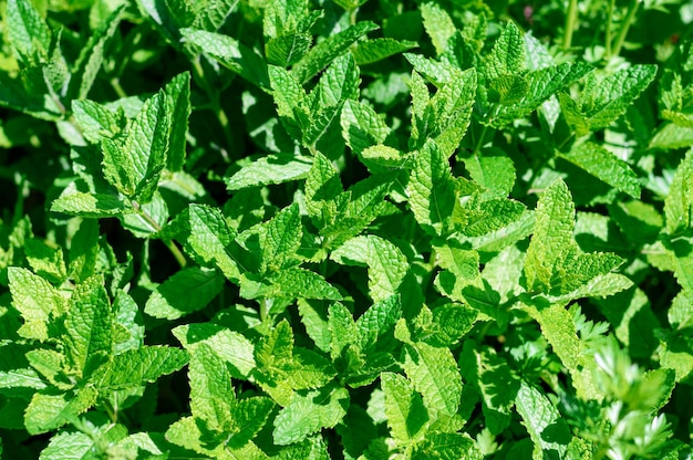 Üppige Minzbüsche wachsen im Garten Foto von viel Grün an einem sonnigen Tag