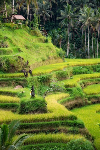 Üppige Reisfeldplantage auf der Insel Bali Indonesien