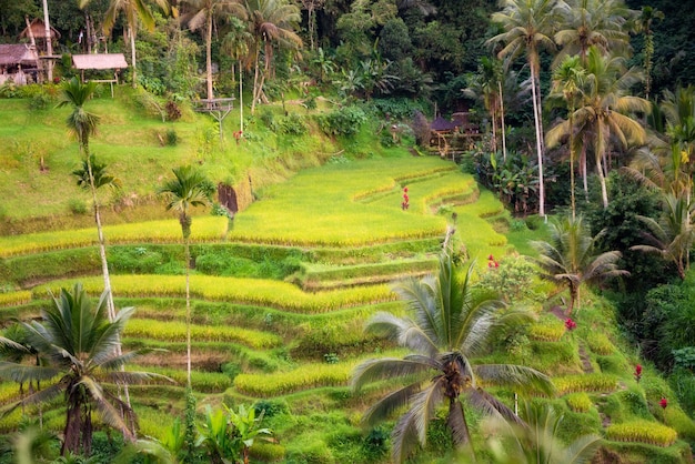 Üppige Reisfeldplantage auf der Insel Bali Indonesien