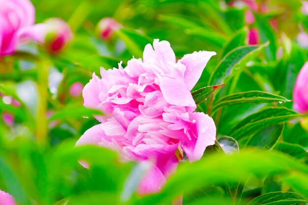 Üppige rosa Pfingstrosenblume im Sommergarten