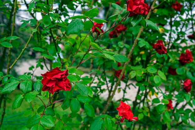 Üppige Rosen schöne Blütenblumen Büsche aus Chinesisch oder Tee Rosa Hagebutte Schöne Blütenblume am sonnigen Sommertag Gartenarbeit Floristik Landschaftsbaukonzept