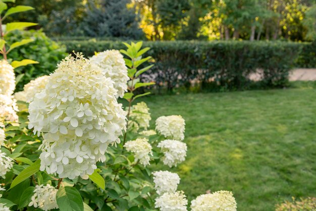 Üppige weiße Hortensie, die im Park blüht Landschaftsgestaltung blühender Büsche