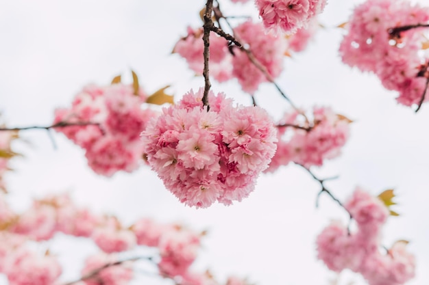 Üppige Zweige mit Kirschblüten vor dem Hintergrund eines weißen Himmels