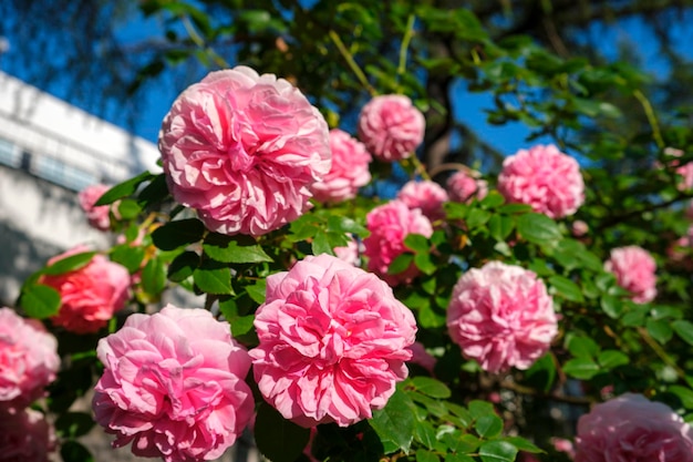 Üppiger Busch aus rosafarbenen Korallenrosen schöne Blütenblumen, die an sonnigen Sommertagen hängen Gartenarbeit Floristik Landschaftsbaukonzept Für Umschläge Postkarten Kopierraum