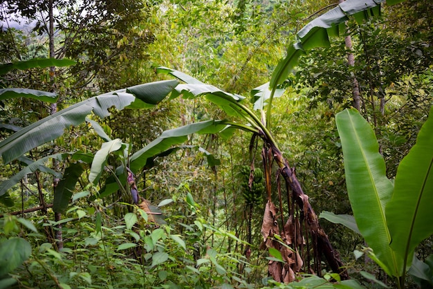 Üppiger grüner Tropenwald mit Bananenpflanzen in Bali Indonesien