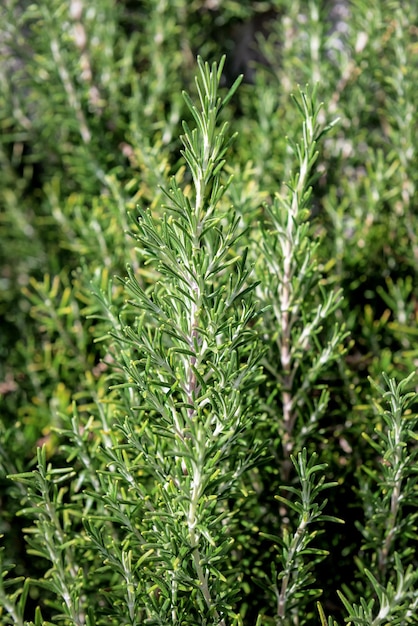 Üppiger und grüner Rosmarinbusch