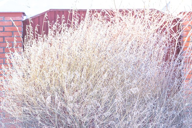 Üppiges wildes Gras bedeckt mit Raureif gegen Gartenzaun