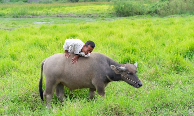 Prachinburi, tailândia - 11 de agosto de 2019: agricultor tailandês está montando com seu búfalo no campo de grama verde na zona rural