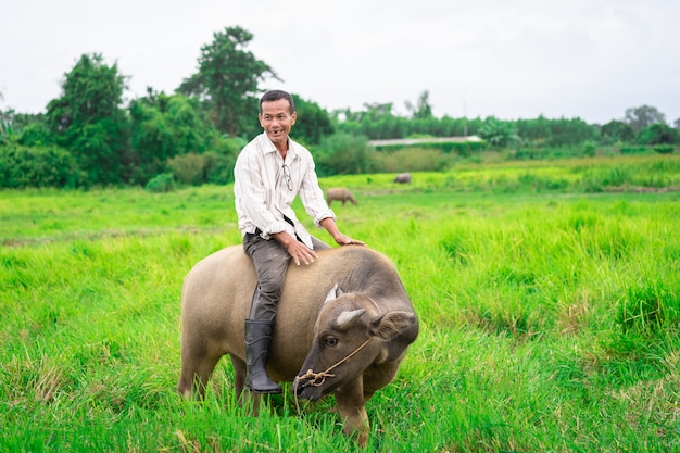 Prachinburi, Thailand - 11. August 2019: Thailändischer Landwirt reitet mit seinem Büffel auf grüne Rasenfläche in der Landschaft